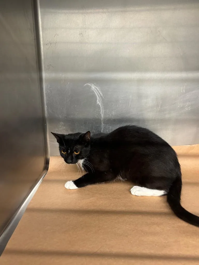 A young small-sized female Domestic Short Hair cat named Dusty Rose for adoption in Cartersville , GA