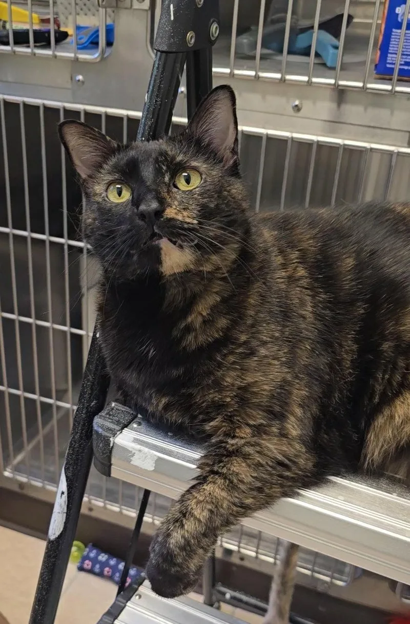 A young medium-sized female Domestic Short Hair cat named Violet for adoption in Locust Grove, GA