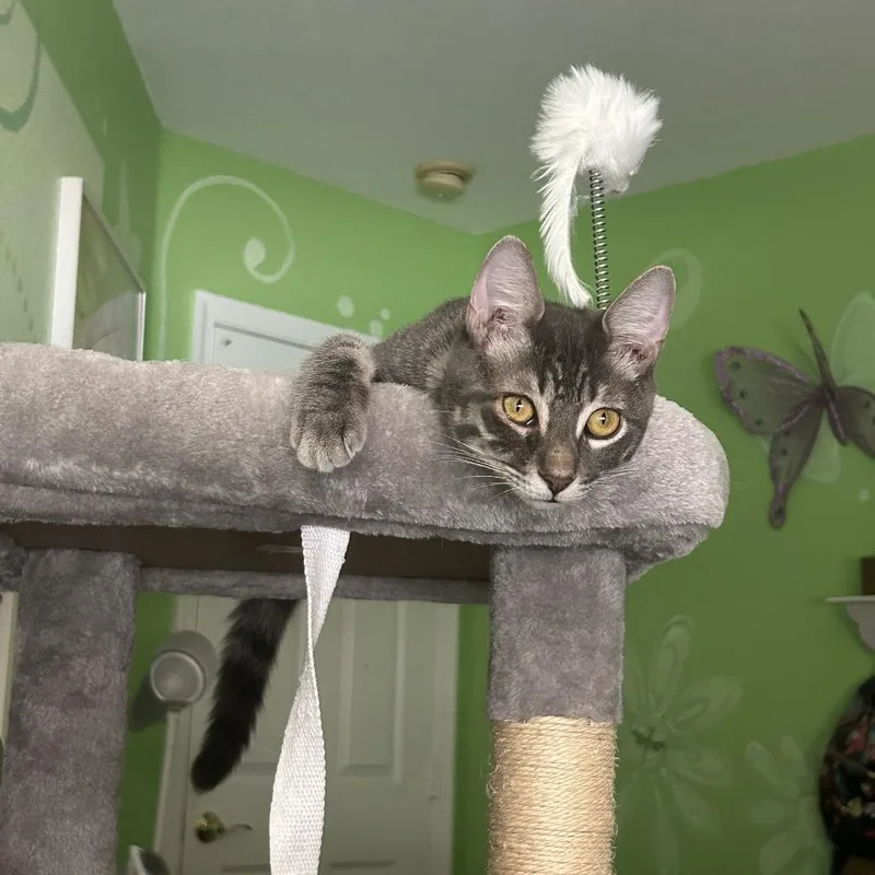 A young small-sized male Gray / Blue / Silver Domestic Short Hair cat named Limoncello for adoption in Fort Lauderdale, FL