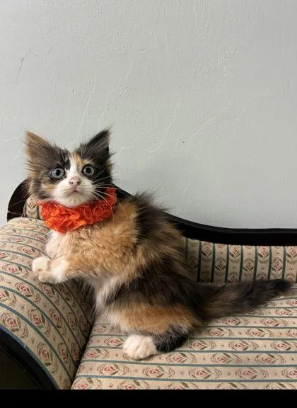 Lily