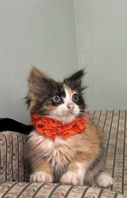 Lily thumbnail 3