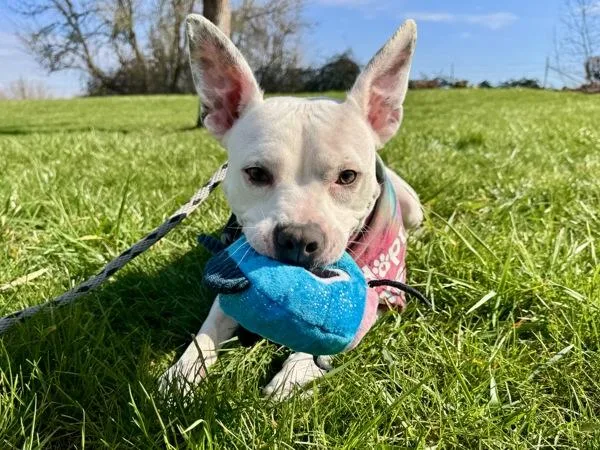 Bubblegum thumbnail 2