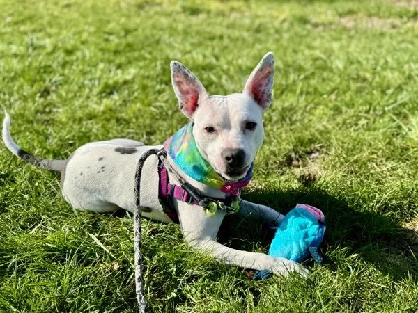 Bubblegum thumbnail 3