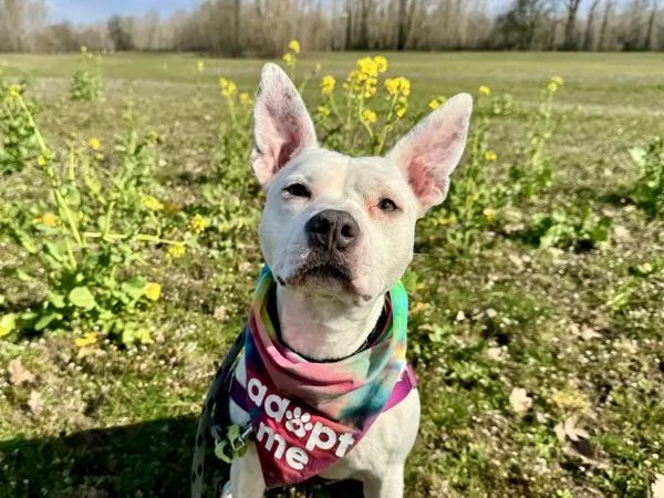 Bubblegum thumbnail 5