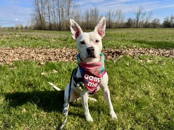 Bubblegum thumbnail 6