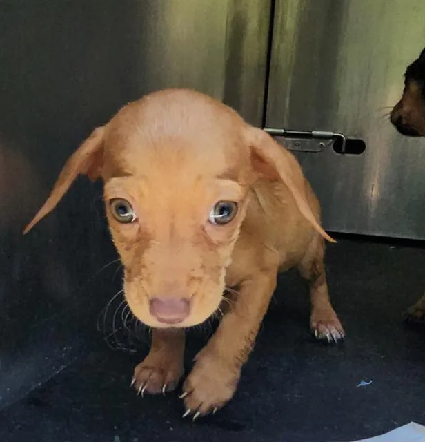 A baby small-sized female Terrier dog named Muck for adoption in San Antonio, TX