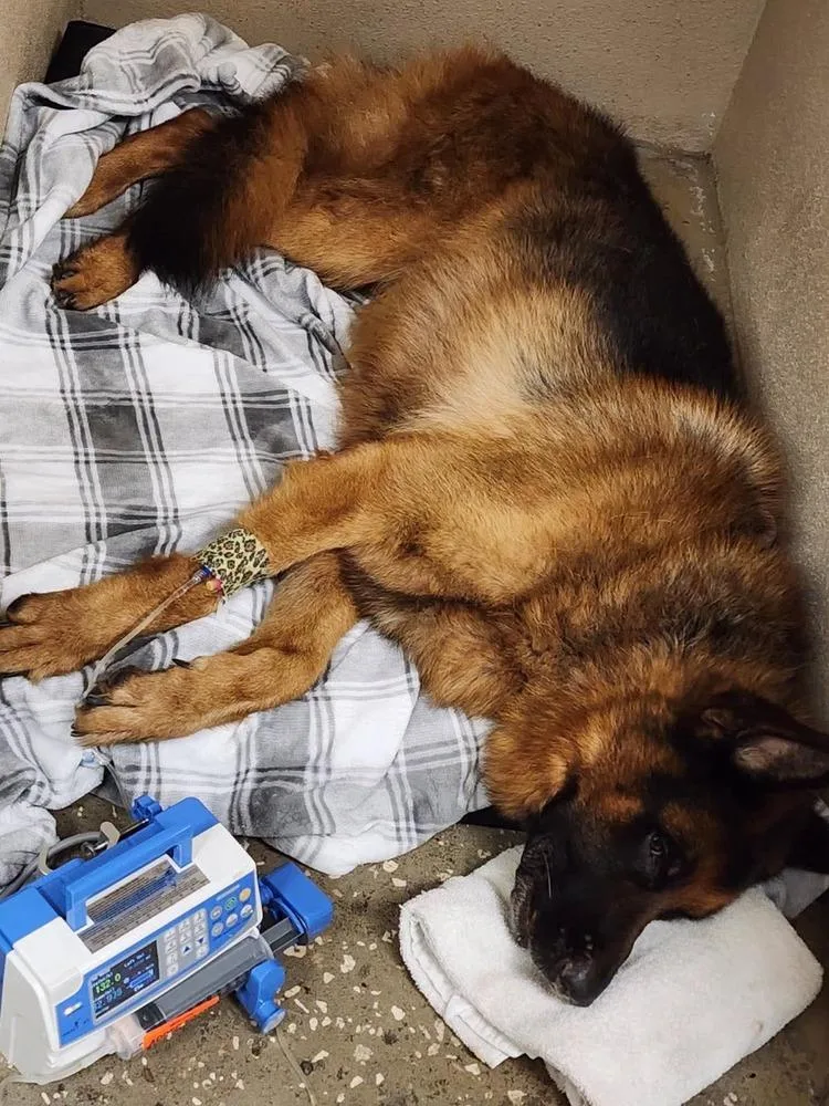 An adult large-sized male Tricolor (Brown, Black, & White) Shepherd dog named Usher for adoption in Lakeland, FL