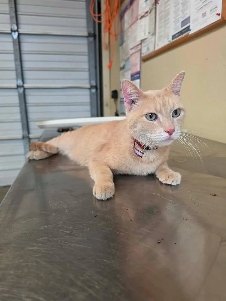 A young medium-sized male Domestic Short Hair cat named Colby Jack for adoption in Shelbyville, TN