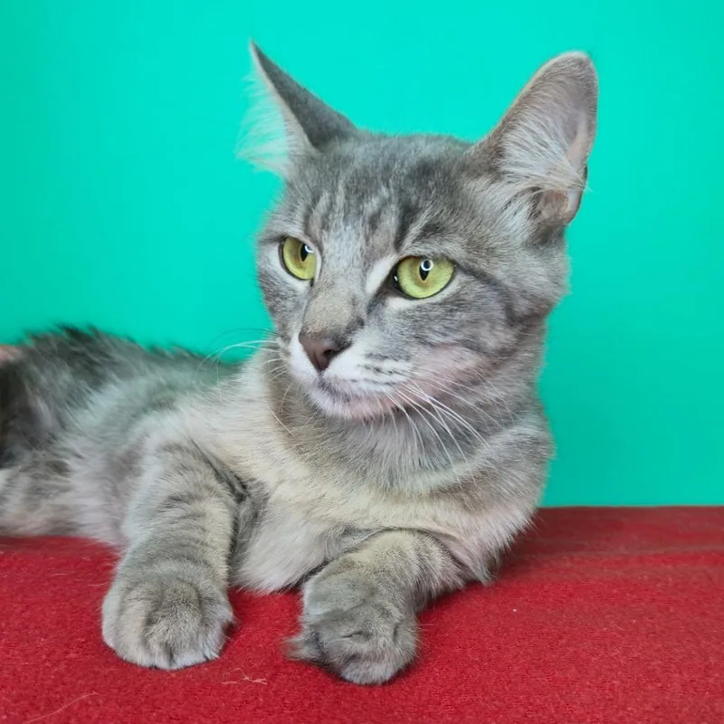 An adult medium-sized female Gray / Blue / Silver Domestic Short Hair cat named Trinity for adoption in San Antonio, TX