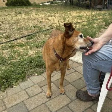 An adult medium-sized female German Shepherd Dog dog named Sunshine T for adoption in San Juan Bautista, CA