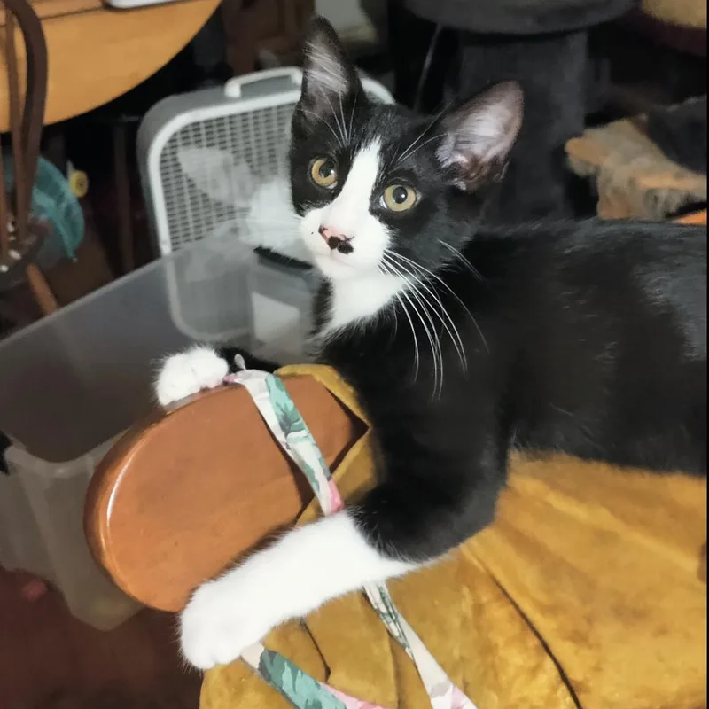 Mister Mayhem