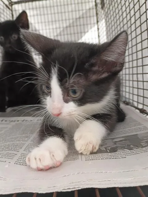 A baby small-sized male Domestic Short Hair cat named Harvard for adoption in Fort Lauderdale, FL