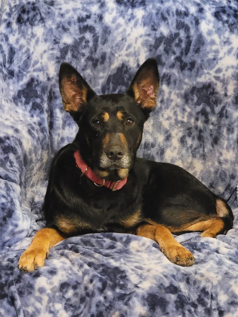 An adult medium-sized female Black German Shepherd Dog dog named Kloey for adoption in Houston, TX