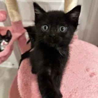 A baby medium-sized male Black Domestic Short Hair cat named Harper for adoption in Conroe, TX