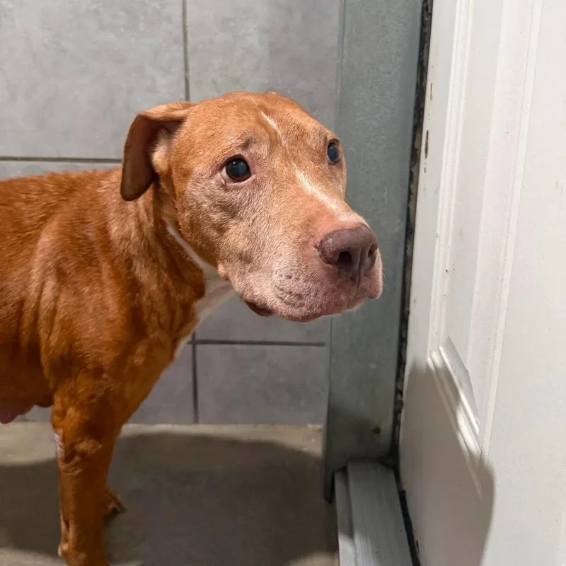 A senior small-sized female Mixed Breed dog named O'Keefe for adoption in Jackson, MO