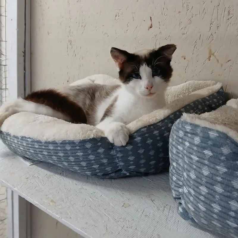 A young medium-sized male Brown / Chocolate Siamese cat named Farmer for adoption in Walworth, WI