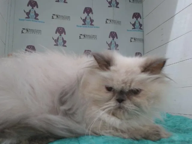 An adult small-sized female Persian cat named Adina for adoption in Orlando, FL