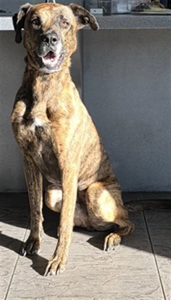 An adult large-sized male Mixed Breed dog named Sriracha for adoption in Los Angeles, CA