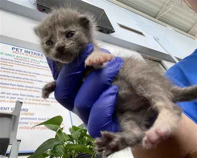 A baby medium-sized female Domestic Short Hair cat named Rose for adoption in Dallas, TX