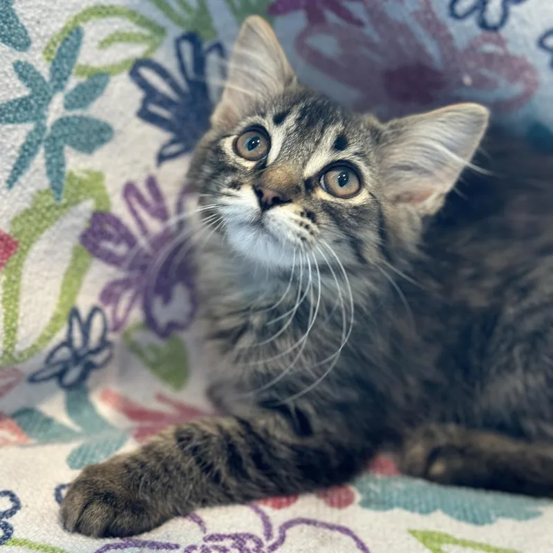 A baby small-sized male Brown / Chocolate Domestic Medium Hair cat named Charmander for adoption in Matteson, IL
