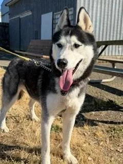 An adult medium-sized female Siberian Husky dog named Aria for adoption in Reedsport, OR