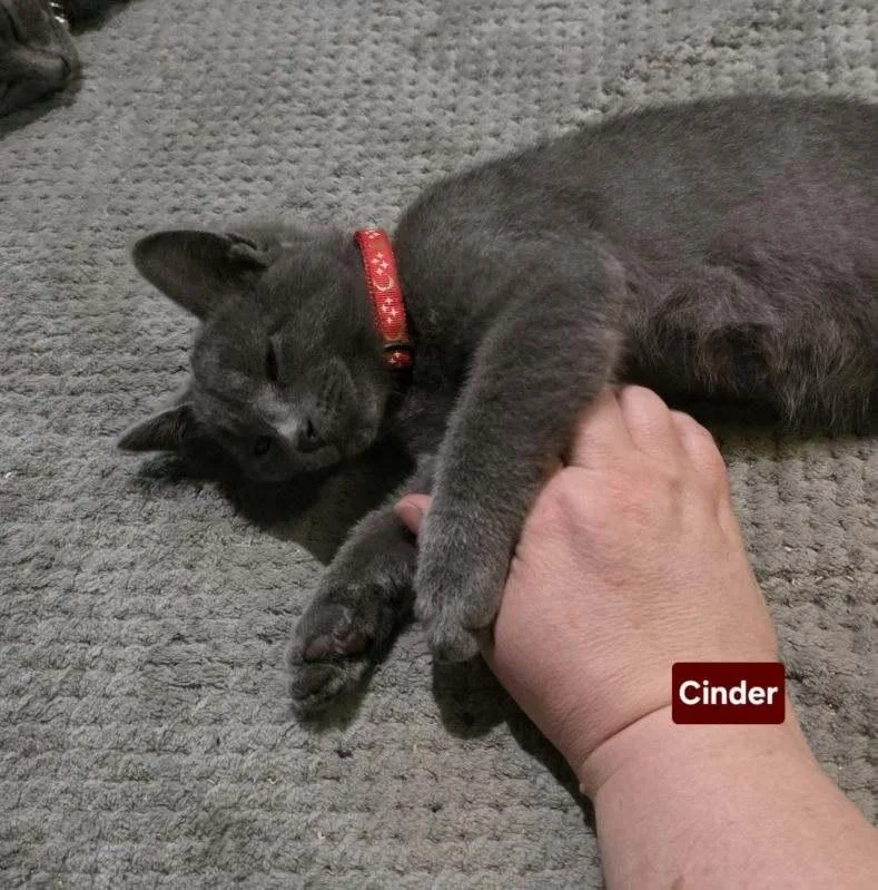 A baby medium-sized male Gray / Blue / Silver Domestic Short Hair cat named Cinder for adoption in Owatonna, MN