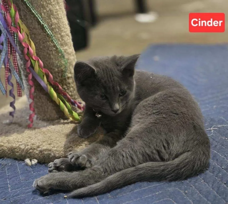 Cinder thumbnail 5
