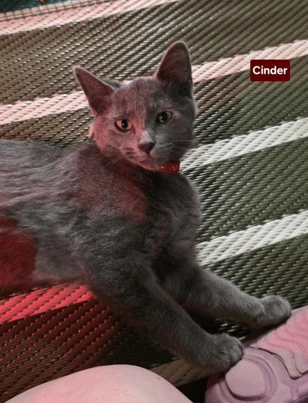 Cinder thumbnail 6