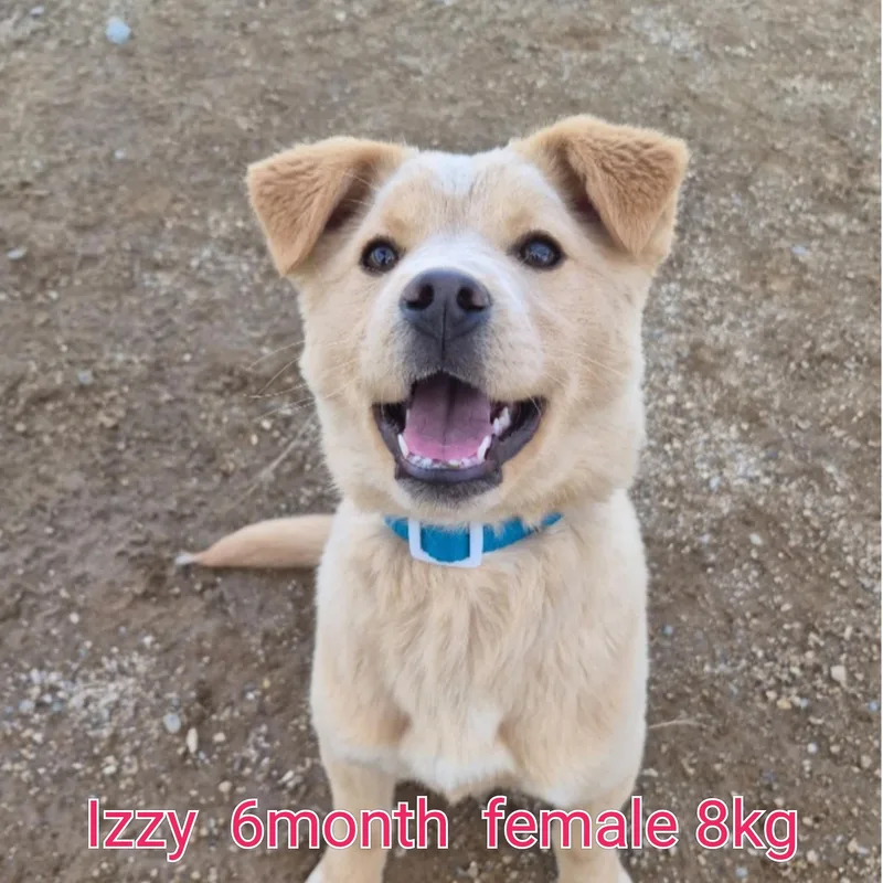 A young small-sized female Jindo dog named Izzy for adoption in Duluth, GA