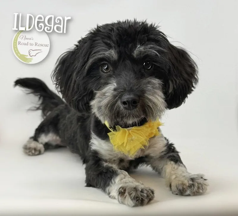 Ildegar