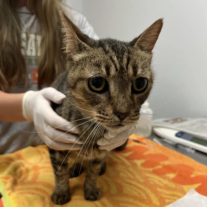 A senior medium-sized male Brown / Chocolate Domestic Short Hair cat named Blue Jeans for adoption in Jacksonville, FL