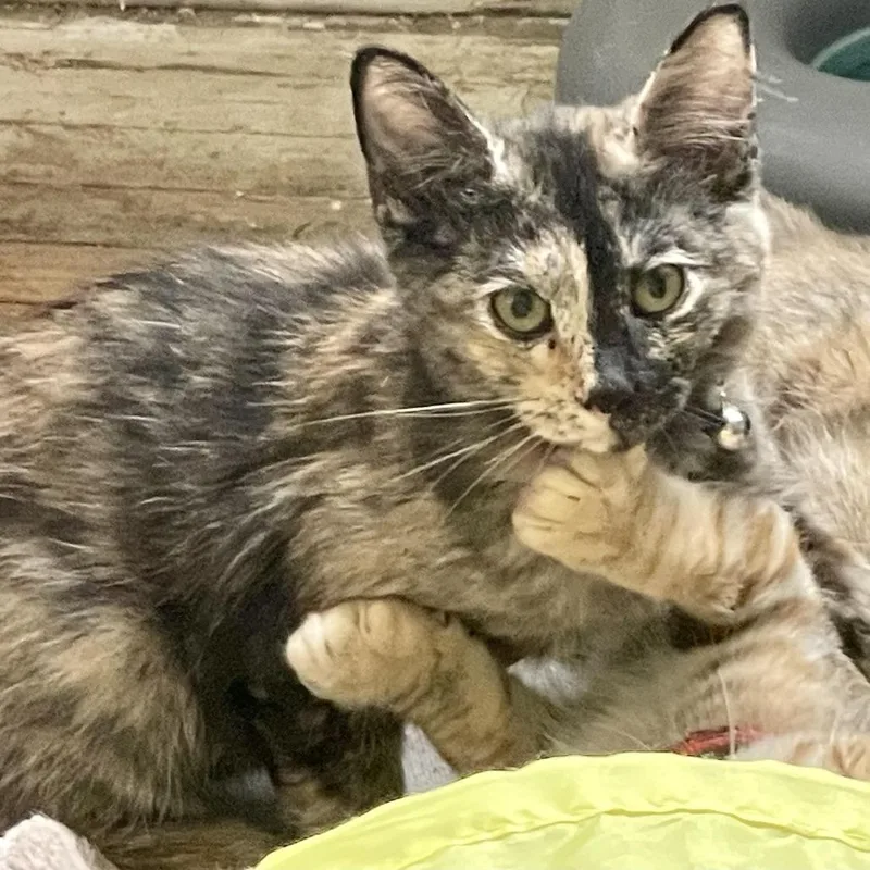 Confetti thumbnail 2