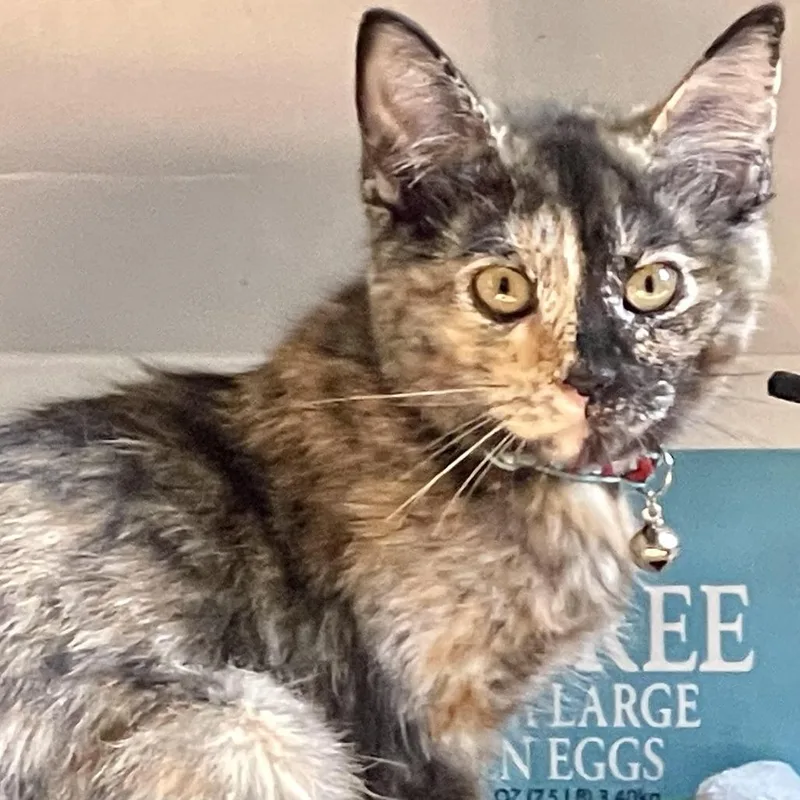 Confetti thumbnail 3