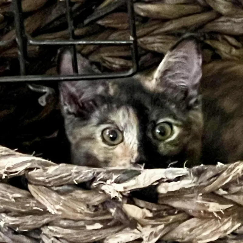 Confetti thumbnail 4