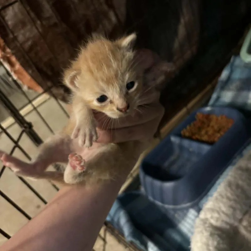A baby small-sized female Orange / Red Domestic Short Hair cat named Biscotti for adoption in Stephenville, TX