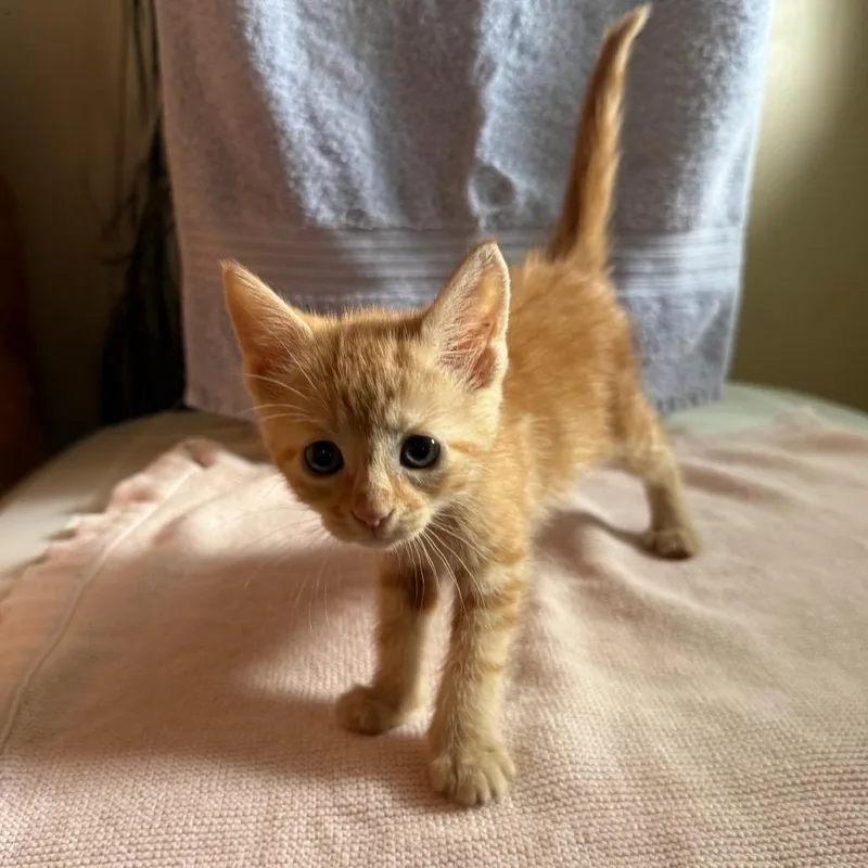 Biscotti thumbnail 2