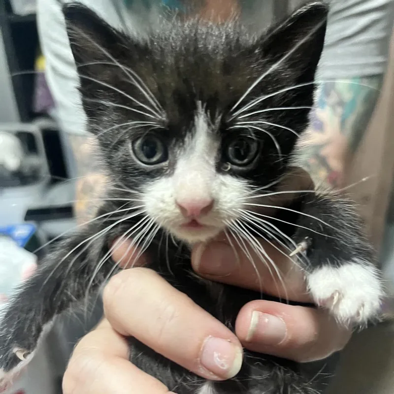 A baby small-sized male Black Domestic Short Hair cat named Gregory Peck for adoption in Sioux Falls, SD