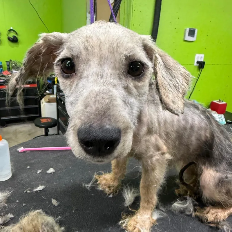 An adult small-sized female Miniature Poodle dog named Maple for adoption in Fulton, MO
