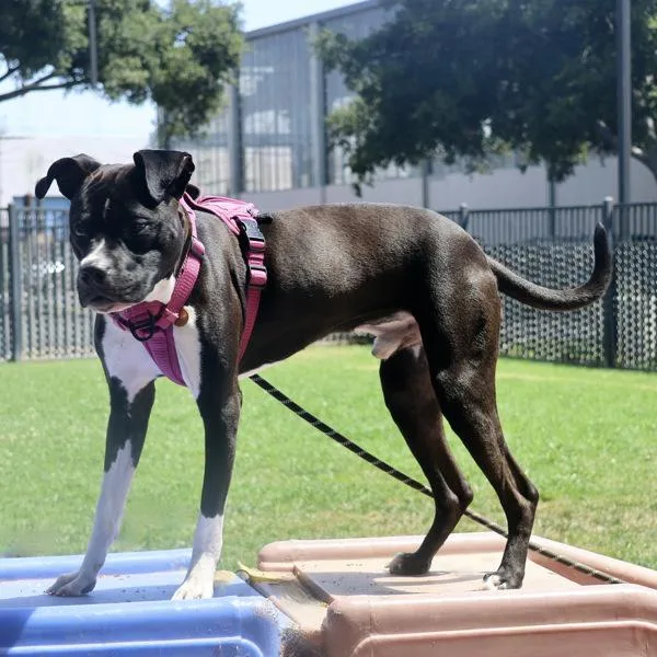 A young medium-sized male Boxer dog named Stax for adoption in Dublin, CA