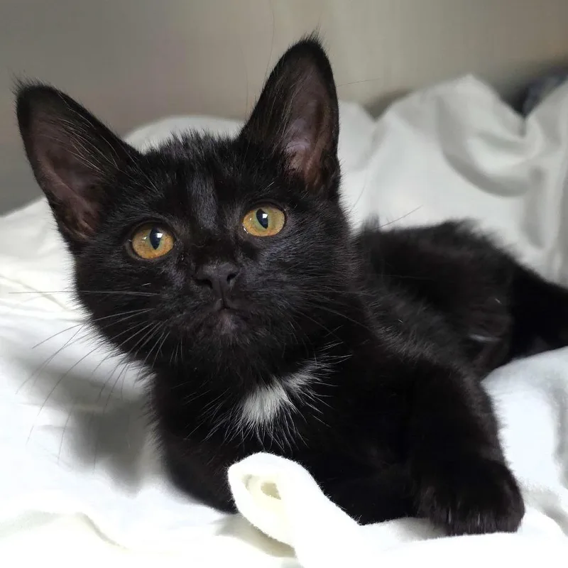 A baby small-sized female Black Domestic Medium Hair cat named Topsy for adoption in Michigan City, IN
