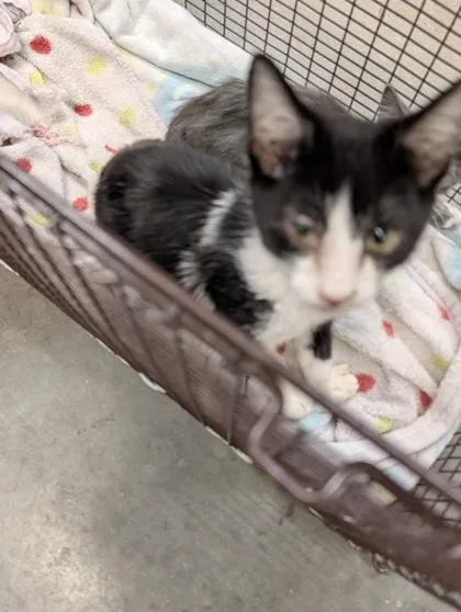 A baby small-sized male Domestic Short Hair cat named Jinxy for adoption in Independence, MO
