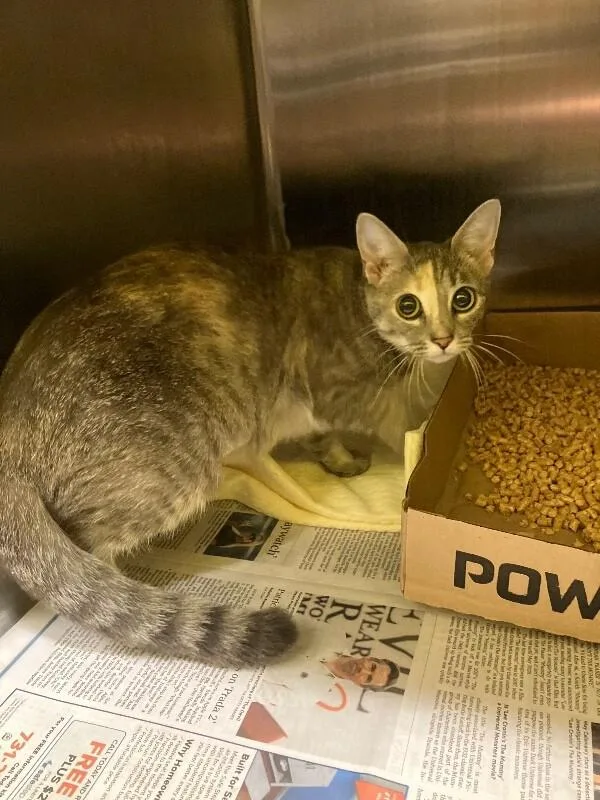 An adult medium-sized female Domestic Short Hair cat named Incubator for adoption in Jackson, TN