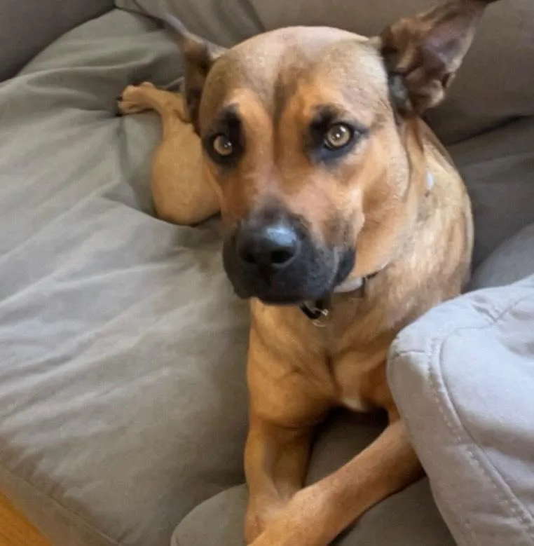 A young large-sized female Shepherd dog named Roo for adoption in Detroit, MI