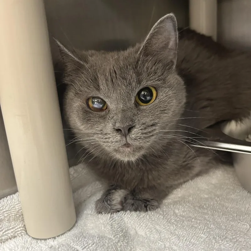 An adult small-sized female Gray / Blue / Silver Domestic Medium Hair cat named Luna for adoption in Indianapolis, IN