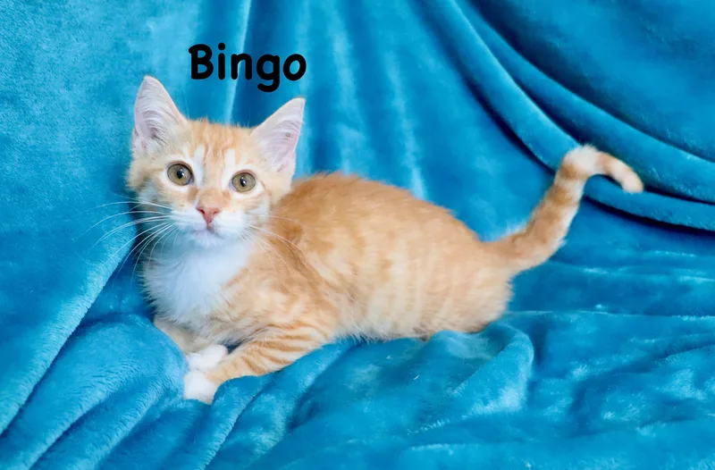 A baby medium-sized male Orange & White Tabby cat named Bingo for adoption in Saint Augustine, FL