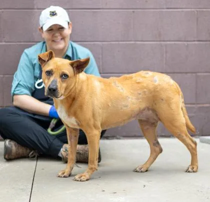 An adult large-sized female Mixed Breed dog named March Ice for adoption in Chamblee, GA