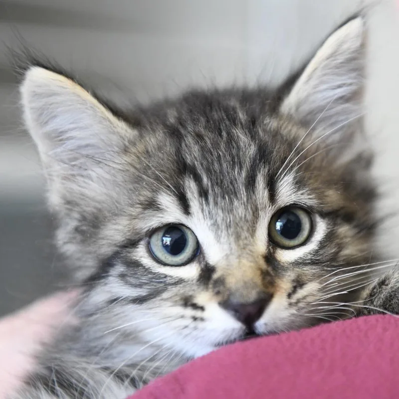 A baby small-sized male Brown / Chocolate Domestic Short Hair cat named Thomas for adoption in Redwood City, CA