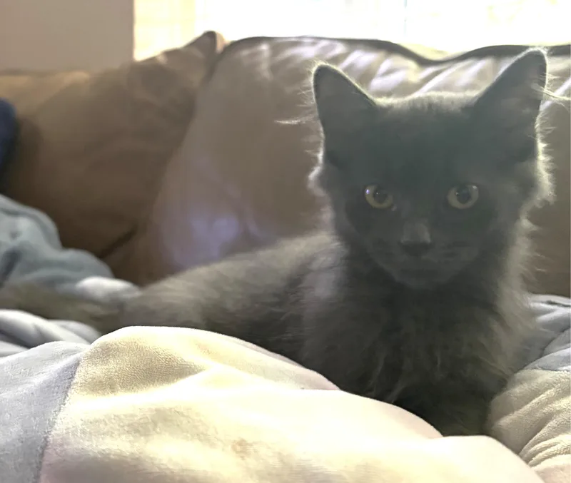 A baby large-sized female Domestic Long Hair cat named Sasha for adoption in Lake Orion, MI