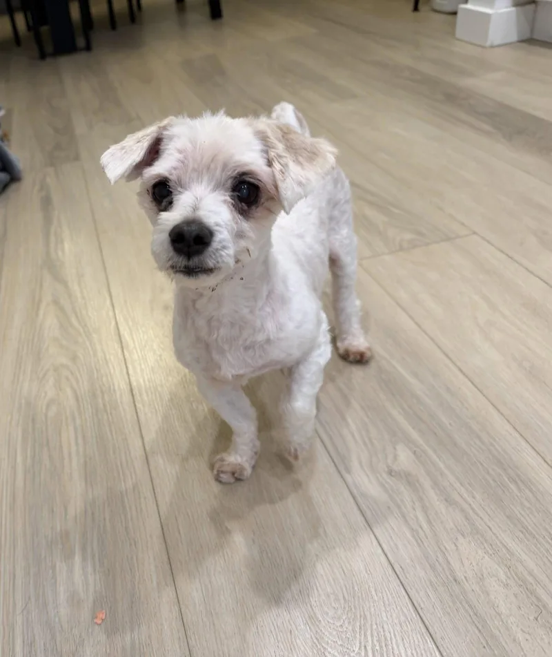 An adult small-sized male Maltese dog named Rocco for adoption in Newport, KY