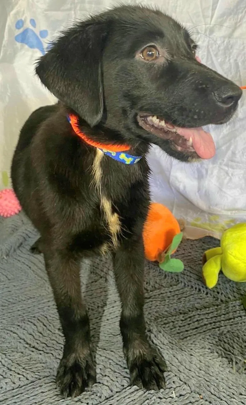 Oso Oreo "love Me. thumbnail 2